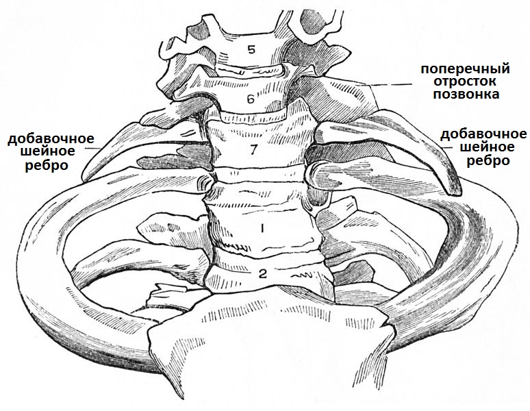 добавочное шейное ребро