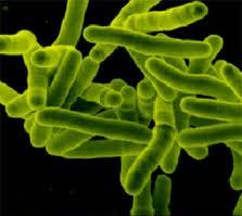 микобактерия туберкулеза