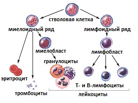 дифференцировка клеток крови