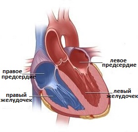 камеры сердца
