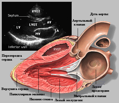 эхокардиография сердца
