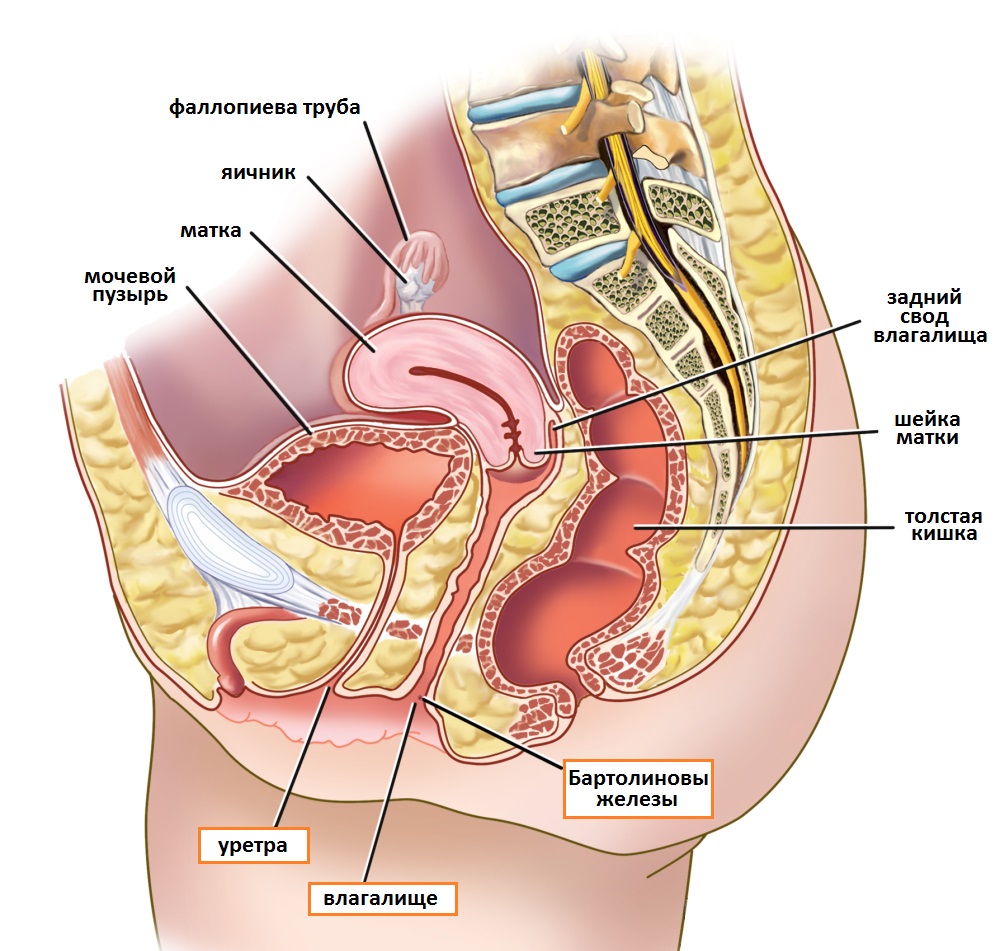 анатомия органов малого таза у женщин