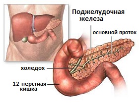 поджелудочная железа анатомия